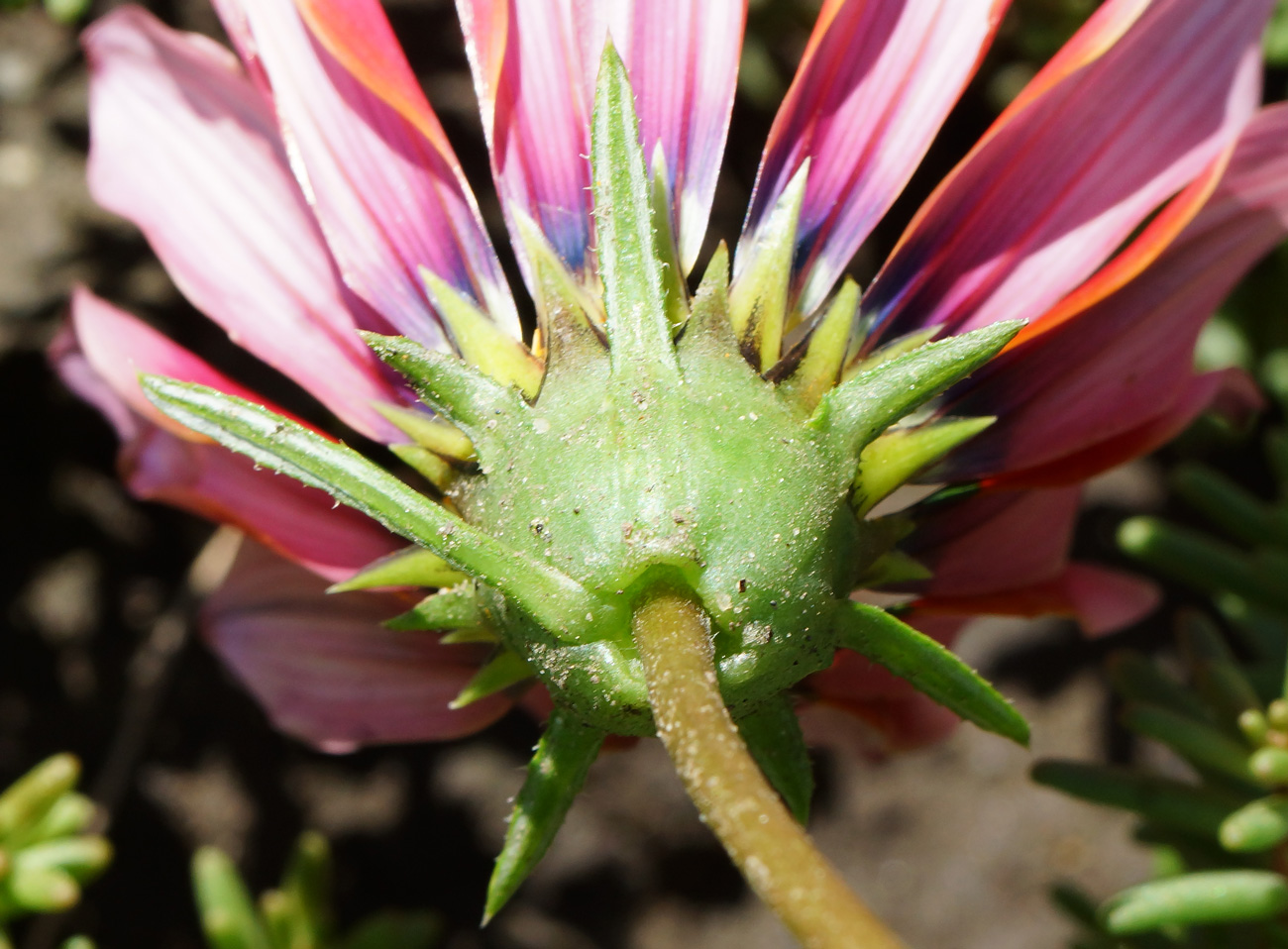 Изображение особи Gazania rigens.