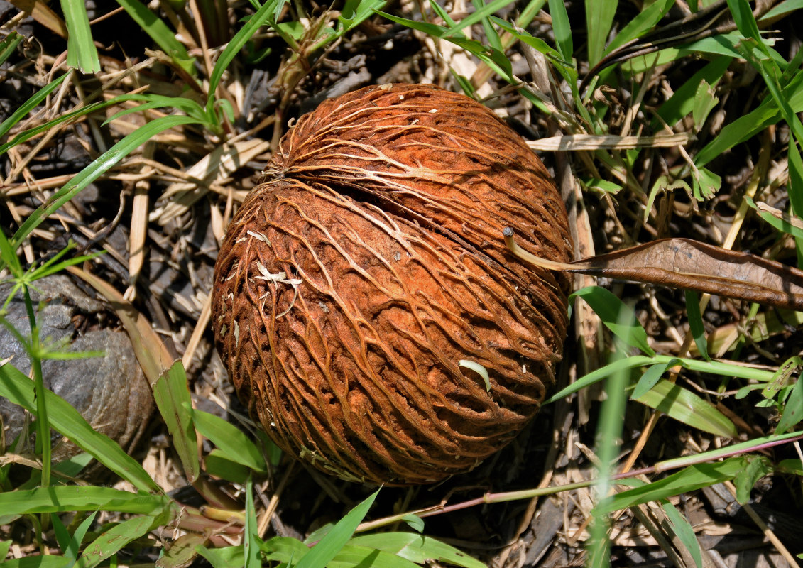 Image of Cerbera odollam specimen.