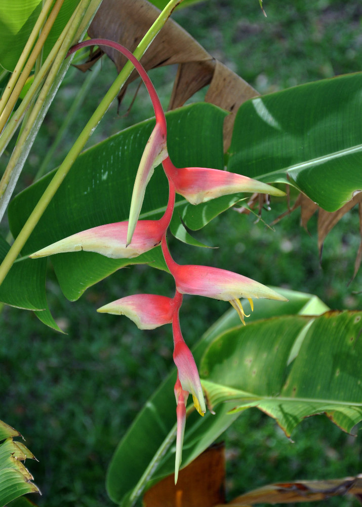 Изображение особи Heliconia chartacea.