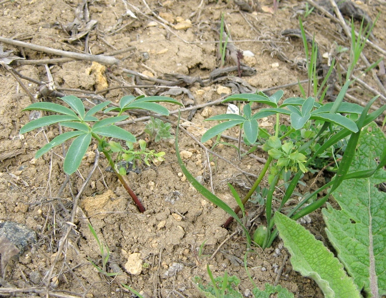 Изображение особи Gymnospermium odessanum.