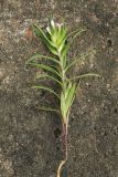 Collomia linearis