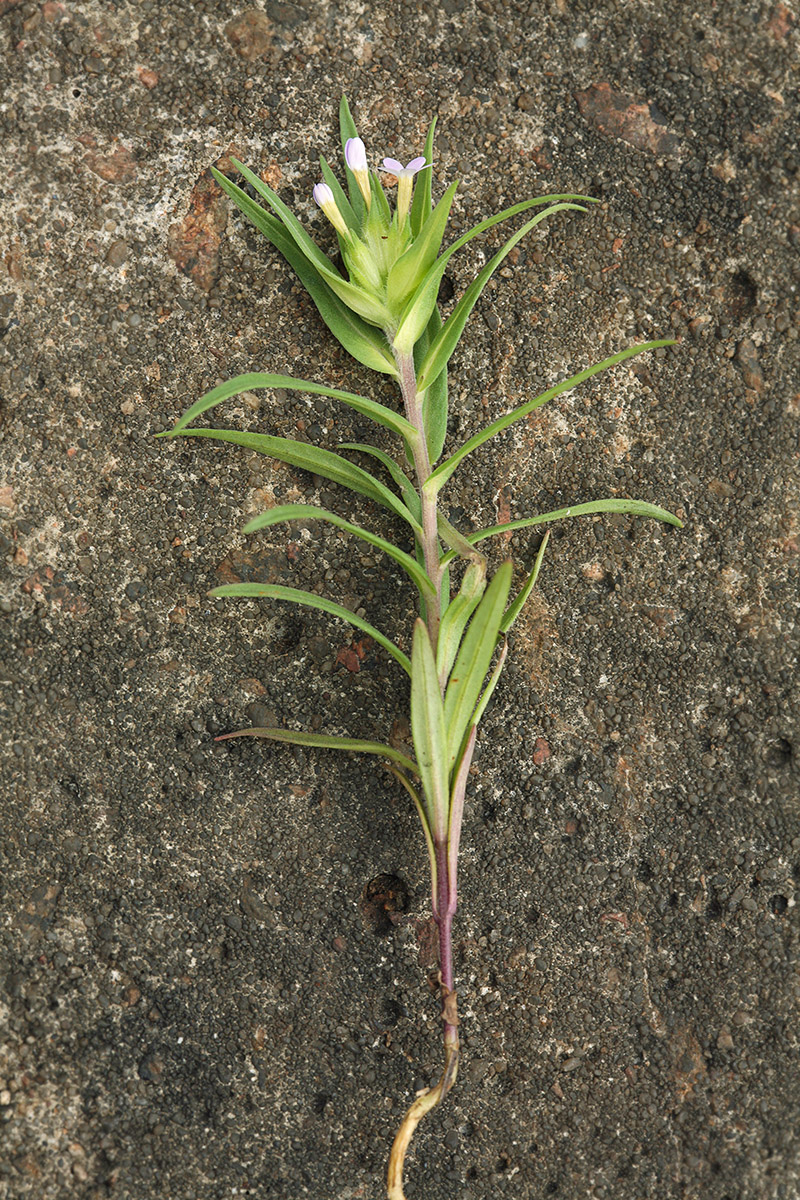 Изображение особи Collomia linearis.