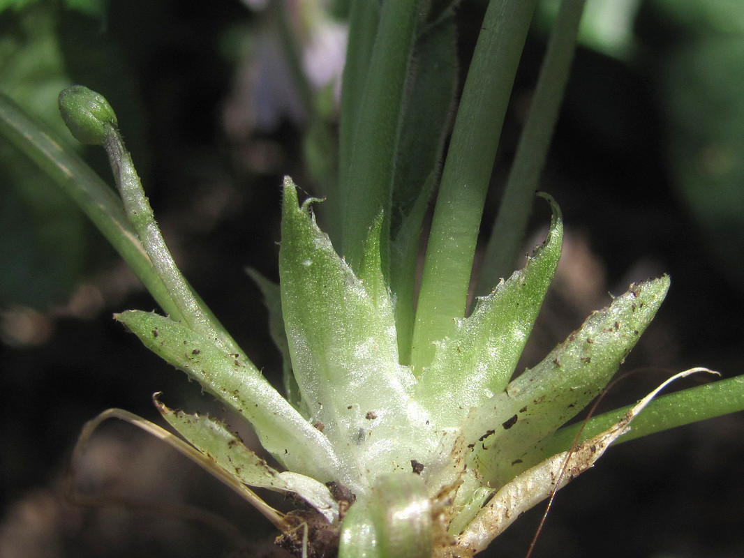 Image of Viola suavis specimen.