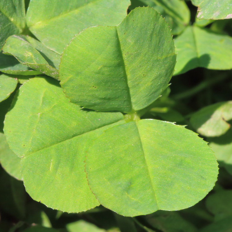 Image of Trifolium repens specimen.