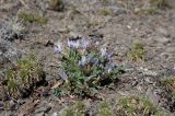 Oxytropis mixotriche