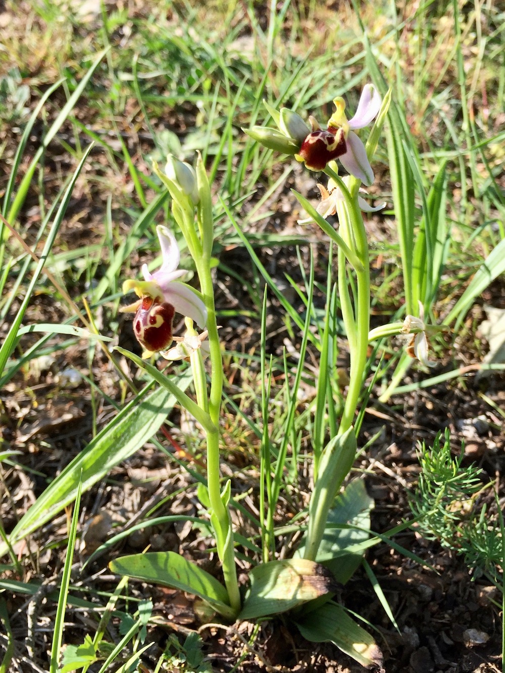 Изображение особи Ophrys scolopax.
