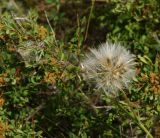 Scorzonera austriaca