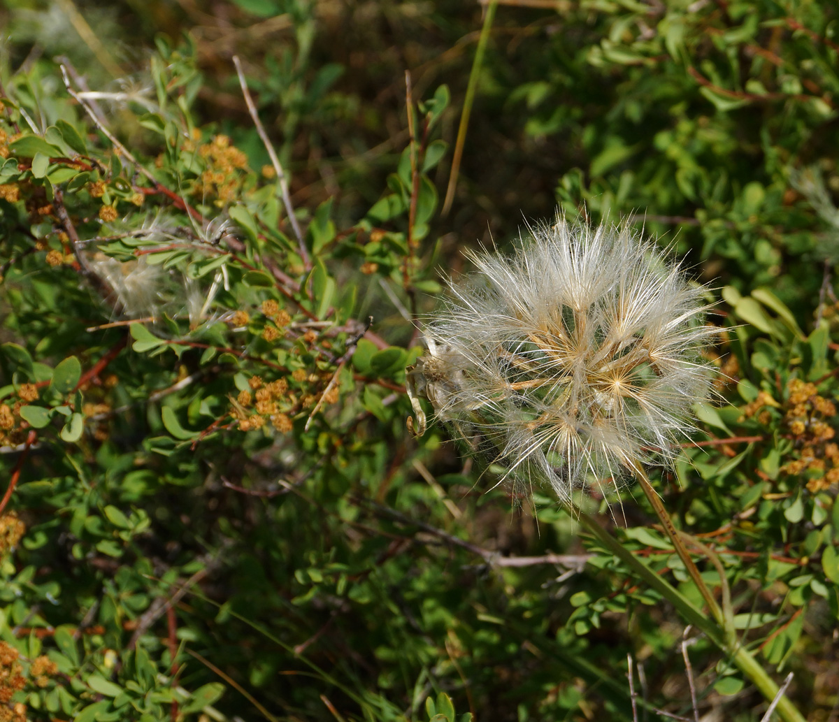 Image of Scorzonera austriaca specimen.