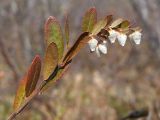 Chamaedaphne calyculata