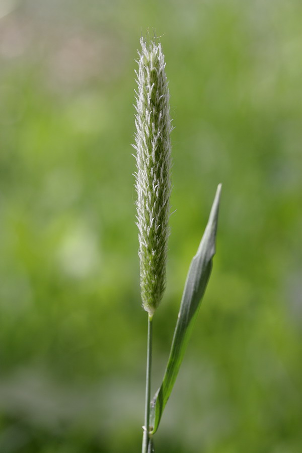 Изображение особи Alopecurus pratensis.