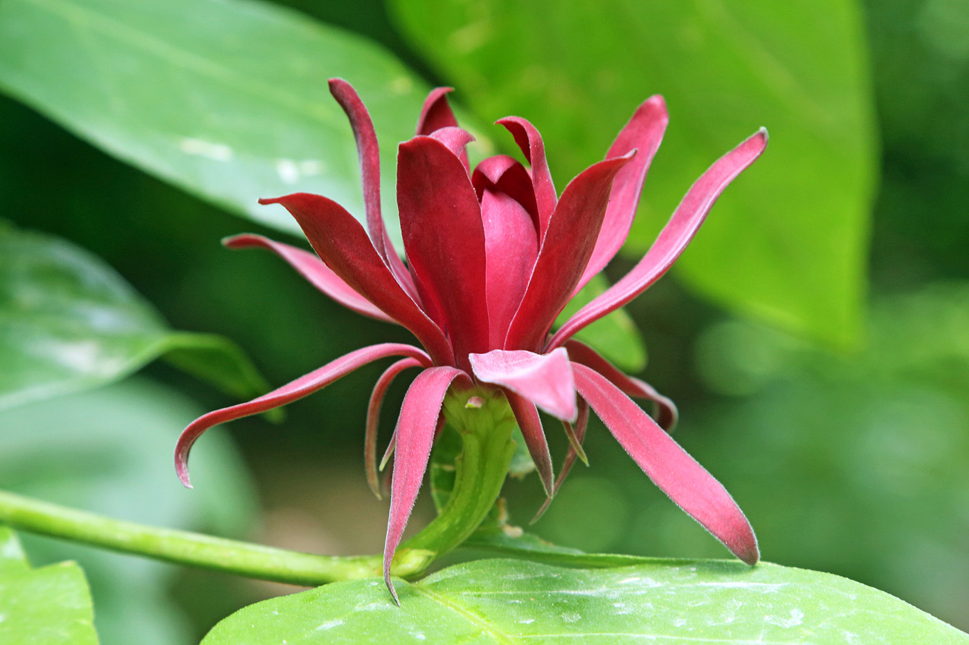 Изображение особи Calycanthus floridus.