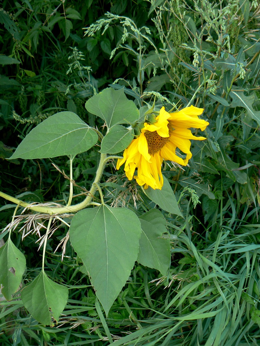 Изображение особи Helianthus annuus.