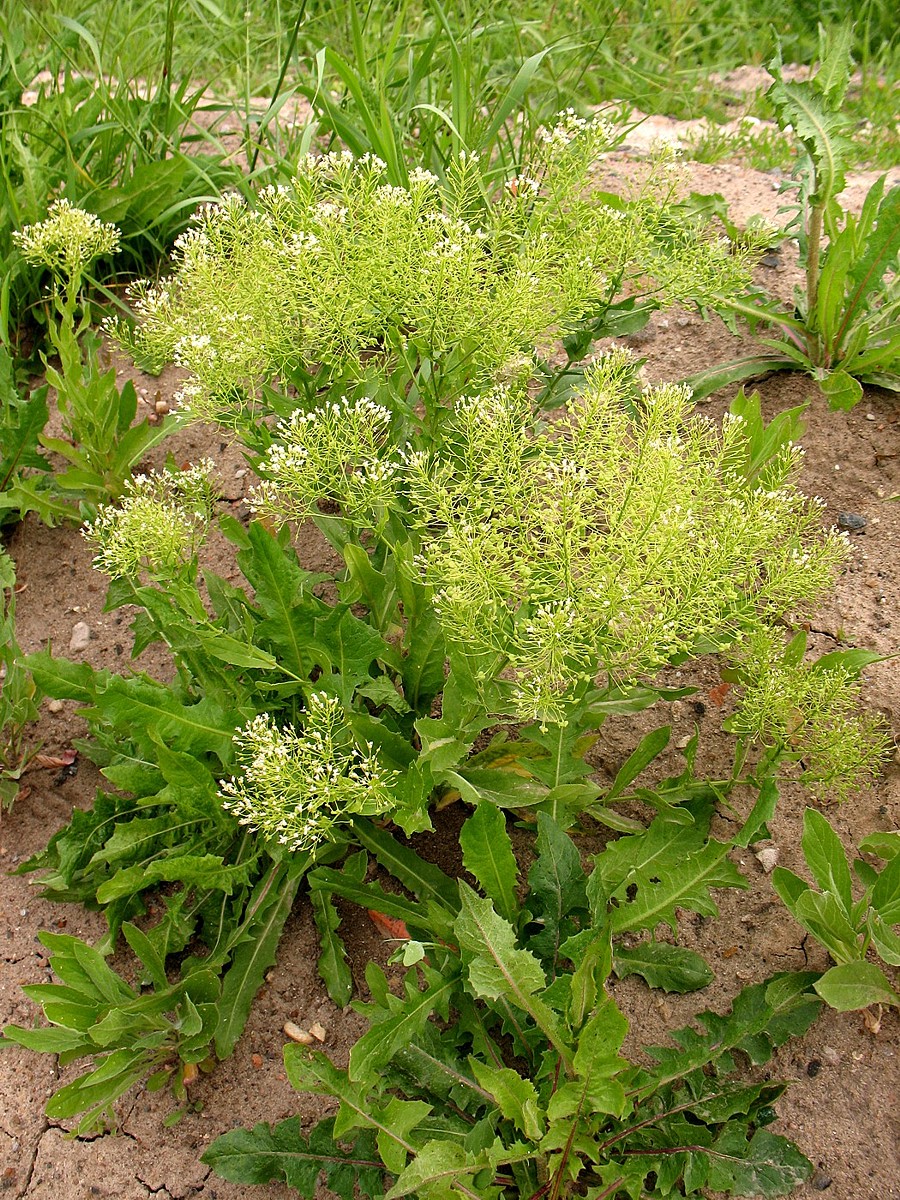 Image of Cardaria draba specimen.