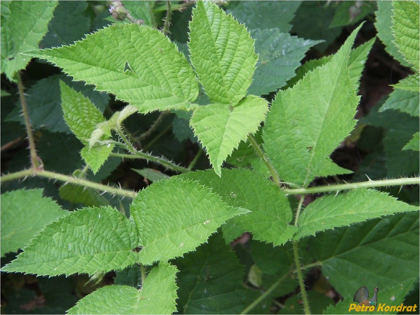 Image of Rubus serpens specimen.