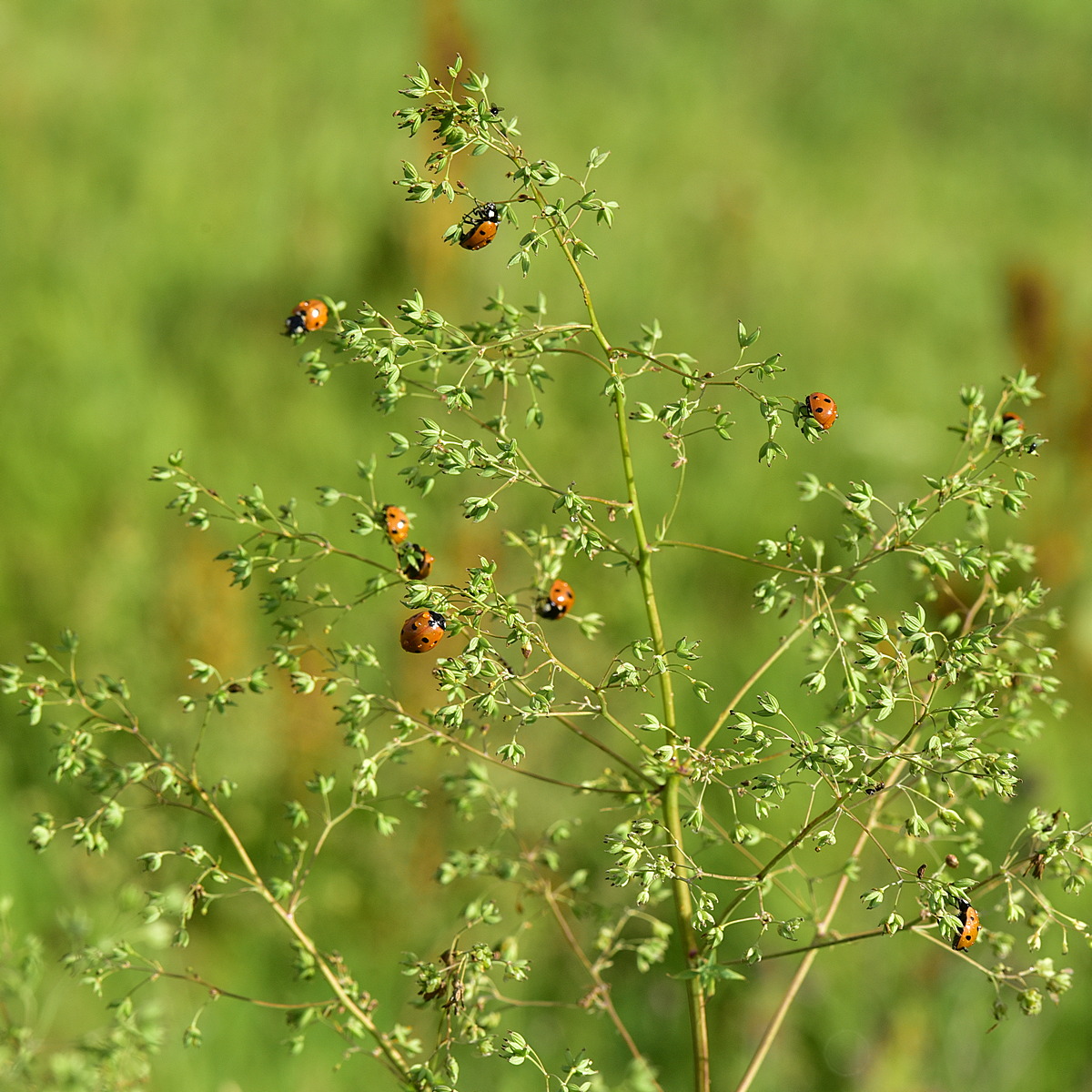 Image of Thalictrum minus specimen.