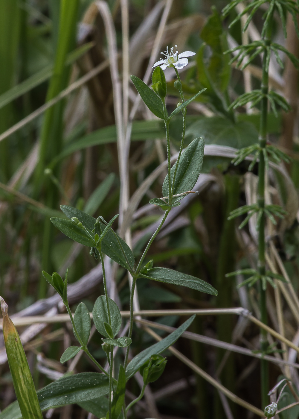 Image of Moehringia lateriflora specimen.