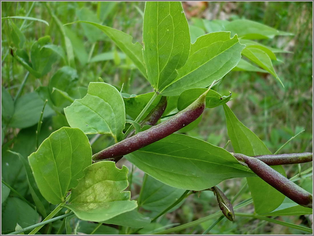 Изображение особи Lathyrus vernus.