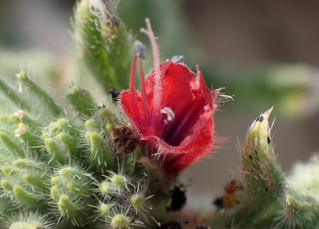 Image of Echium angustifolium specimen.