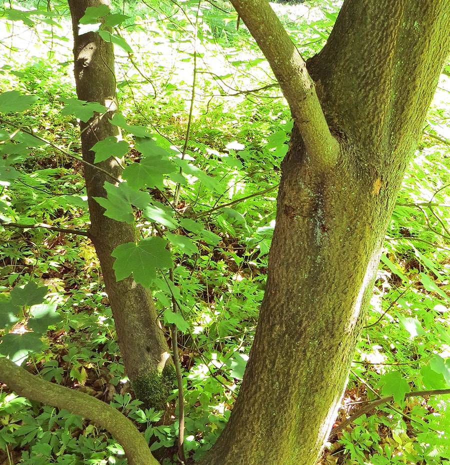 Image of Acer opalus specimen.