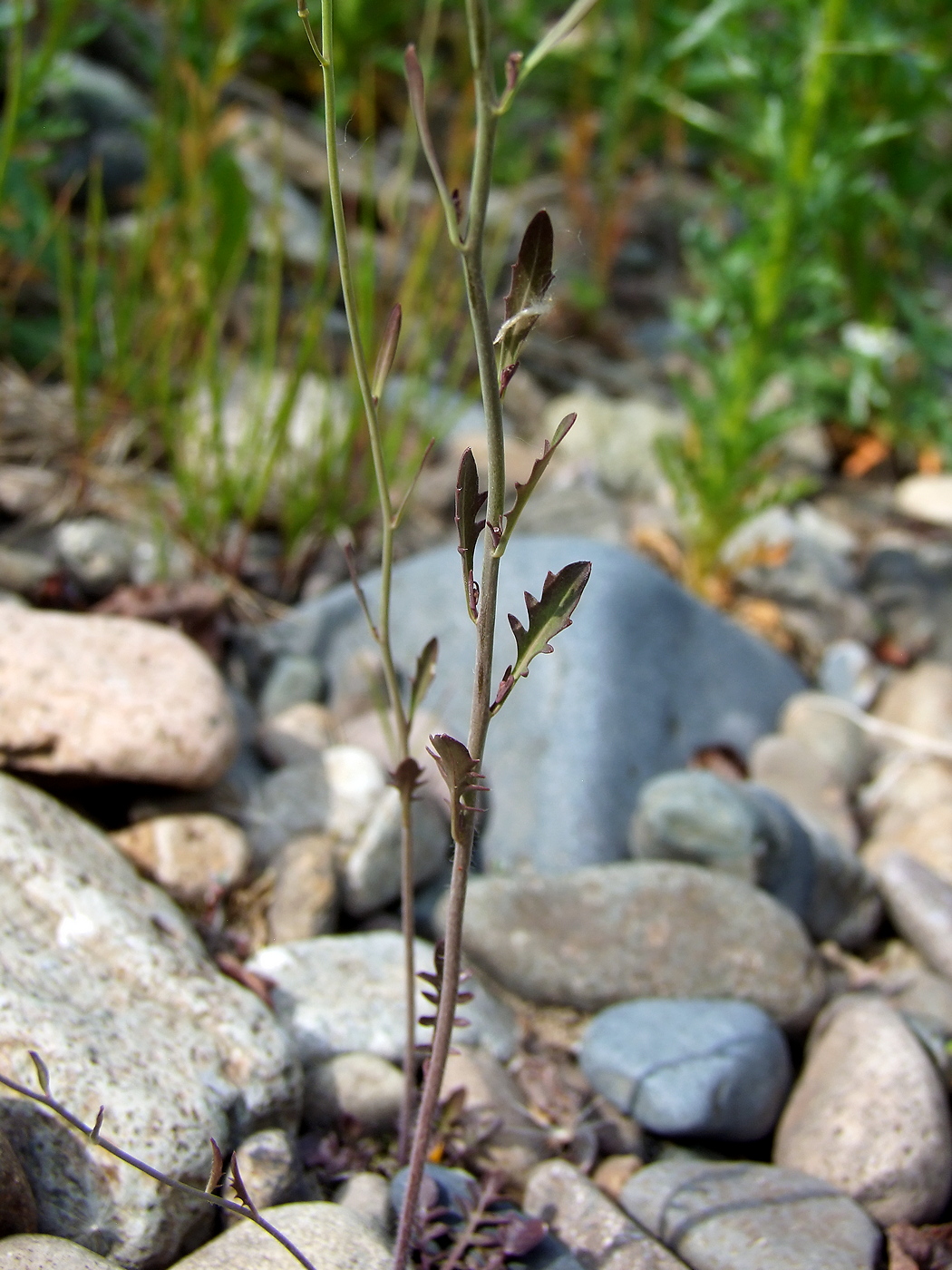 Изображение особи Arabidopsis lyrata.