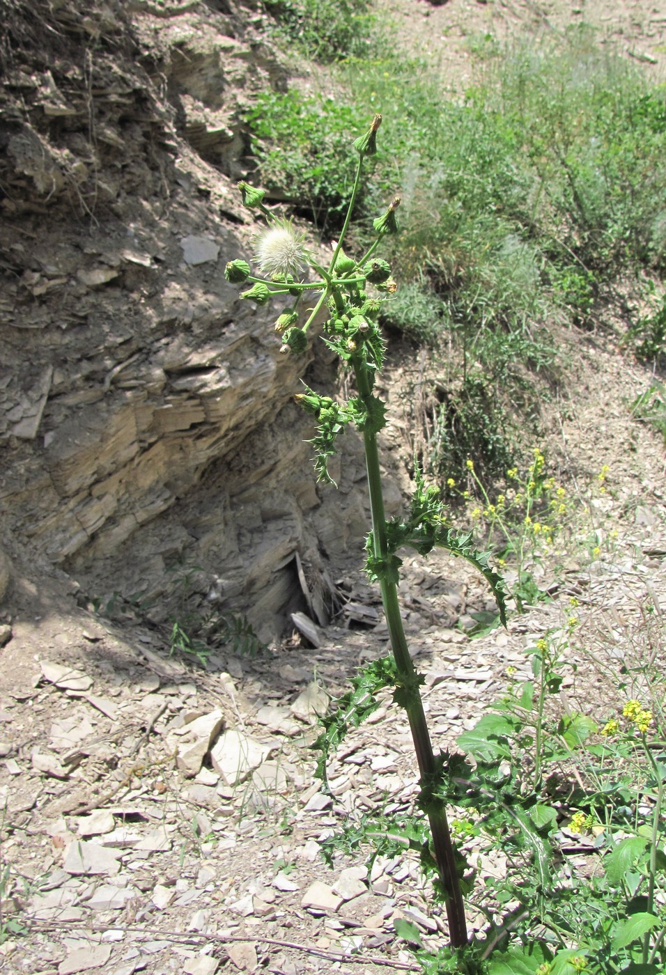 Image of Sonchus asper specimen.