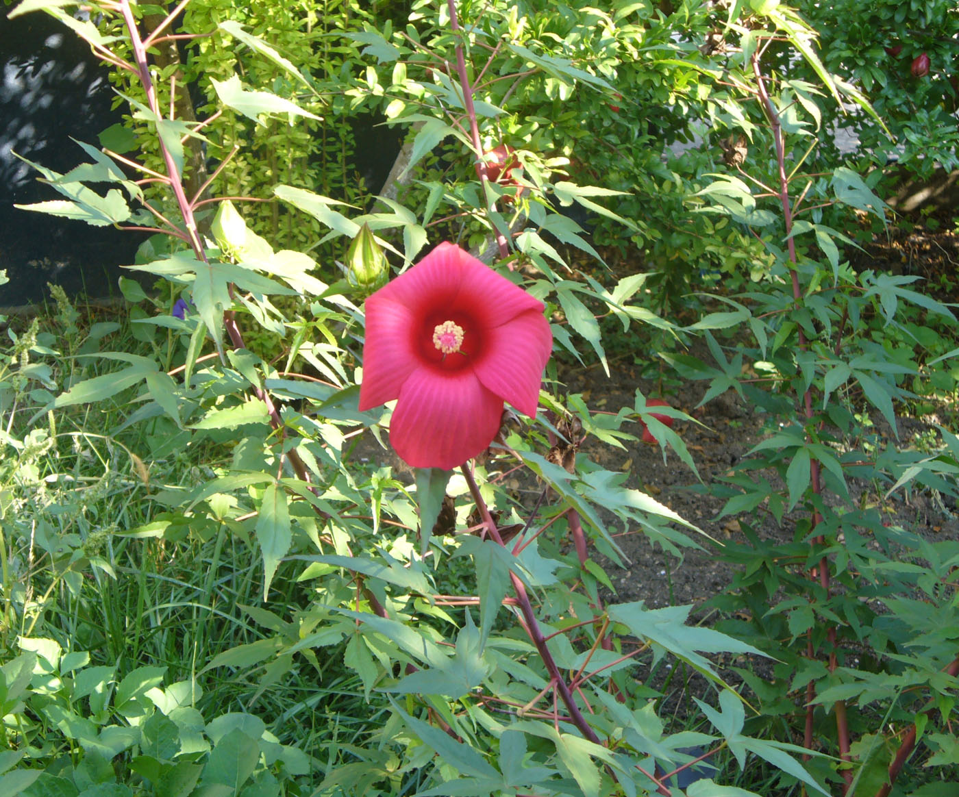 Image of Hibiscus &times; hybridus specimen.