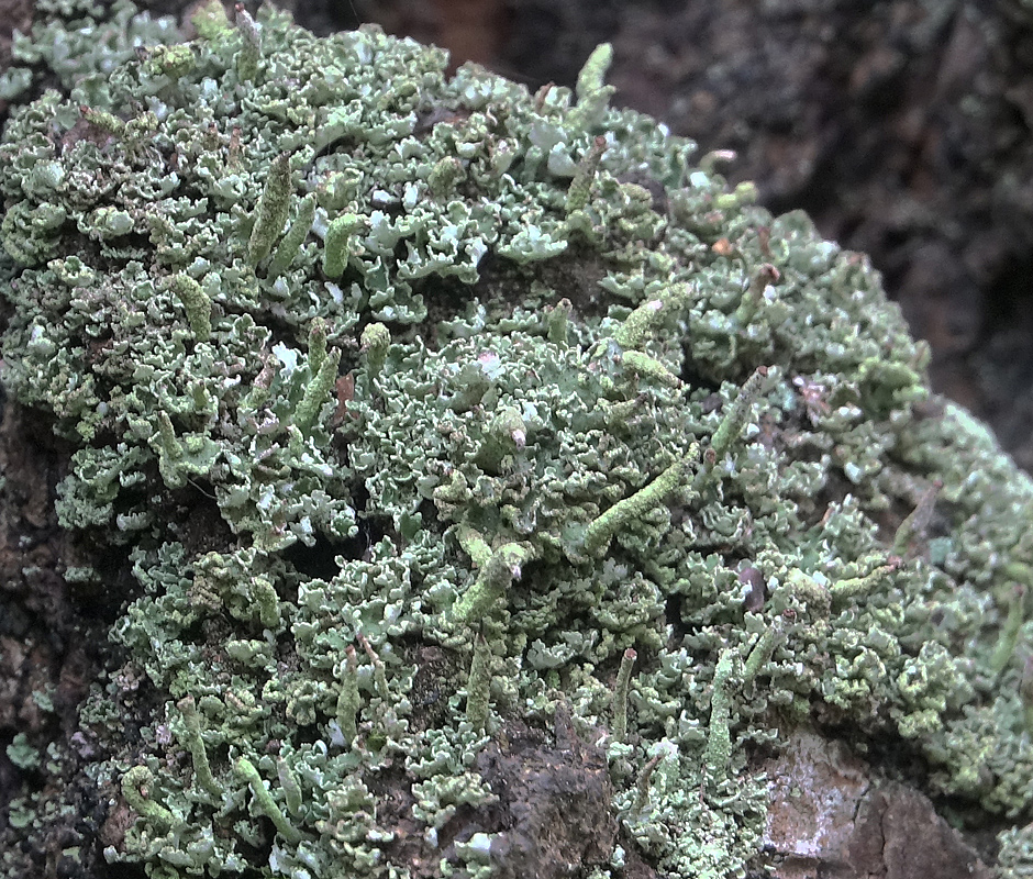 Image of genus Cladonia specimen.