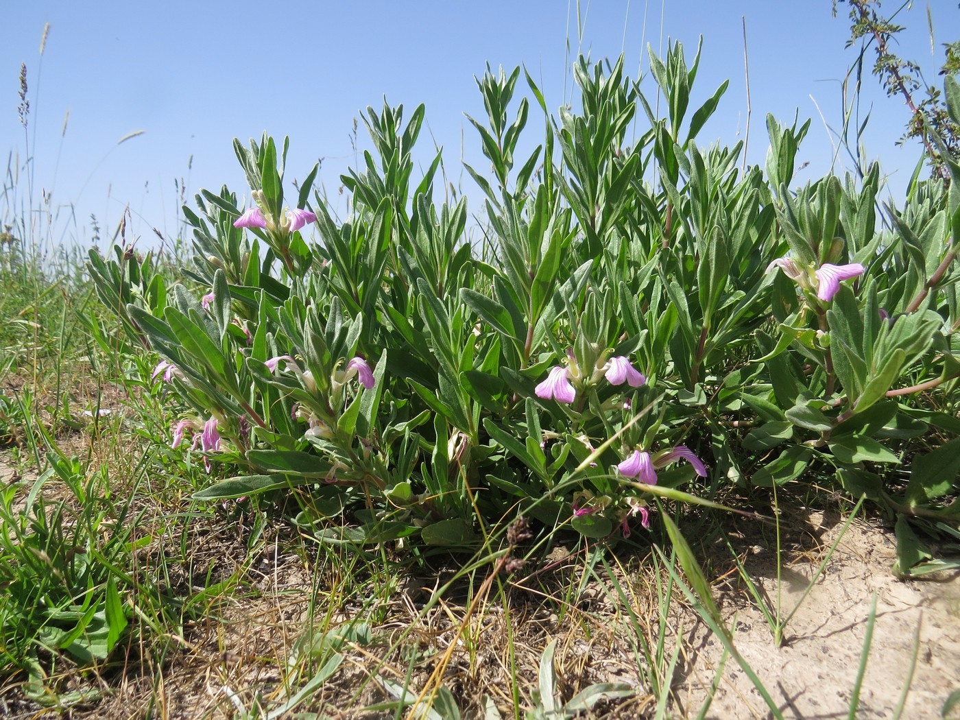Image of Ajuga turkestanica specimen.
