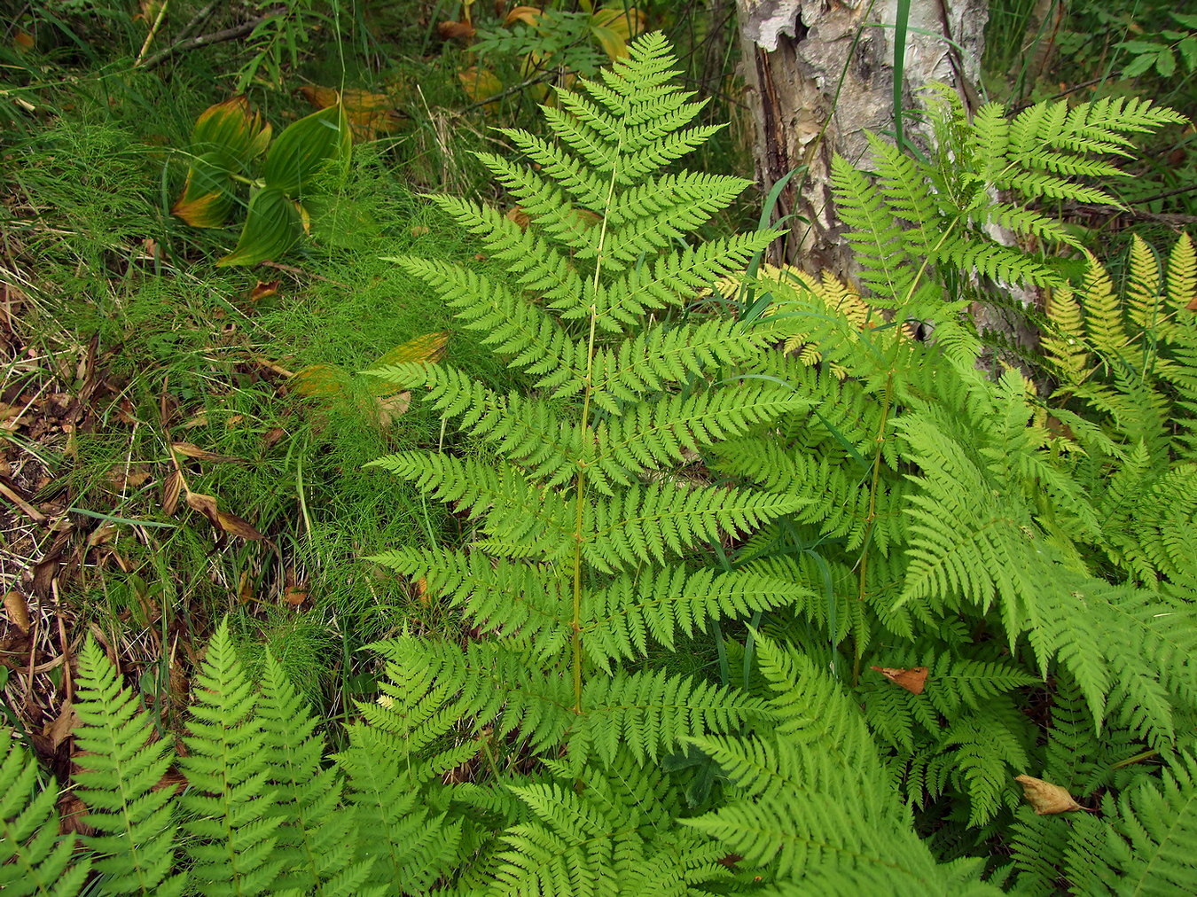 Изображение особи Dryopteris expansa.
