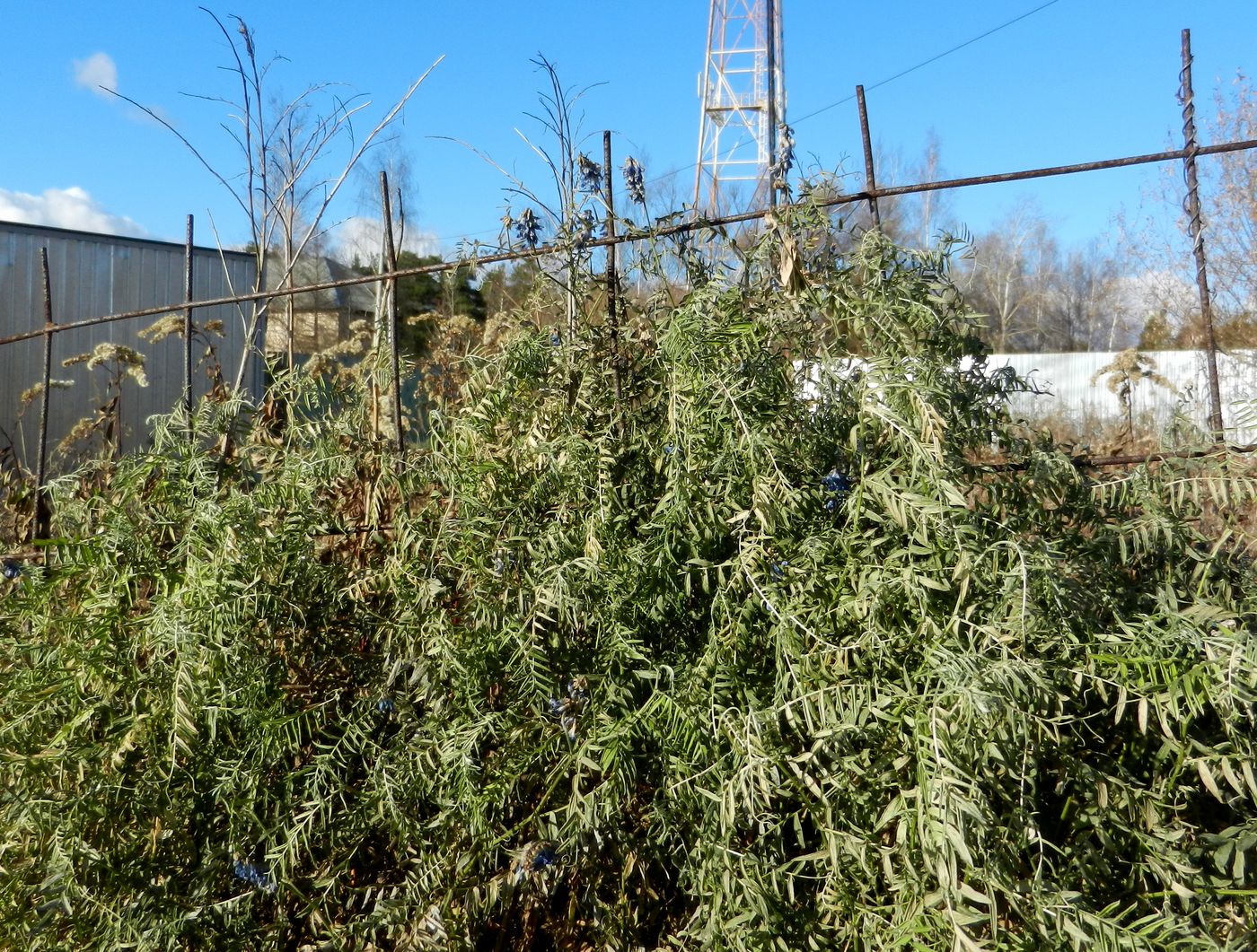 Image of Vicia cracca specimen.