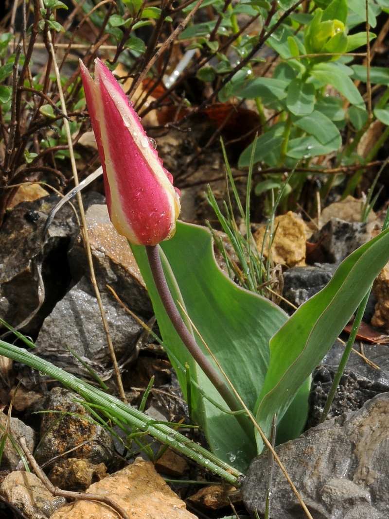 Изображение особи Tulipa berkariensis.