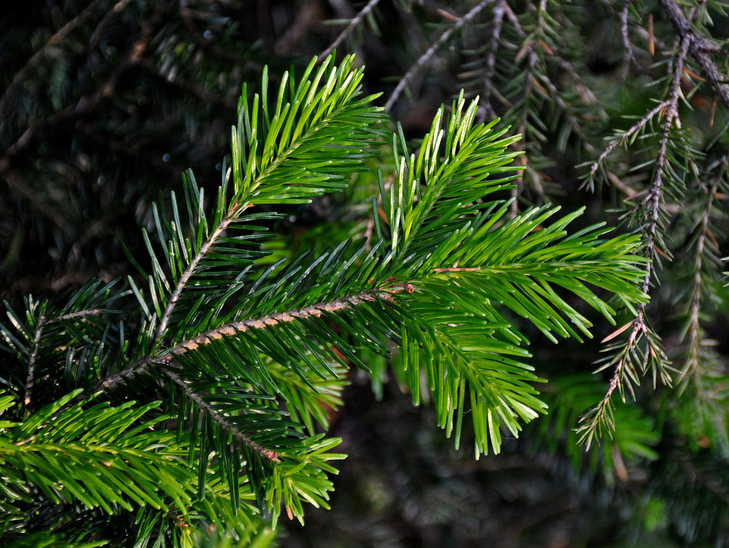 Image of Abies sibirica specimen.