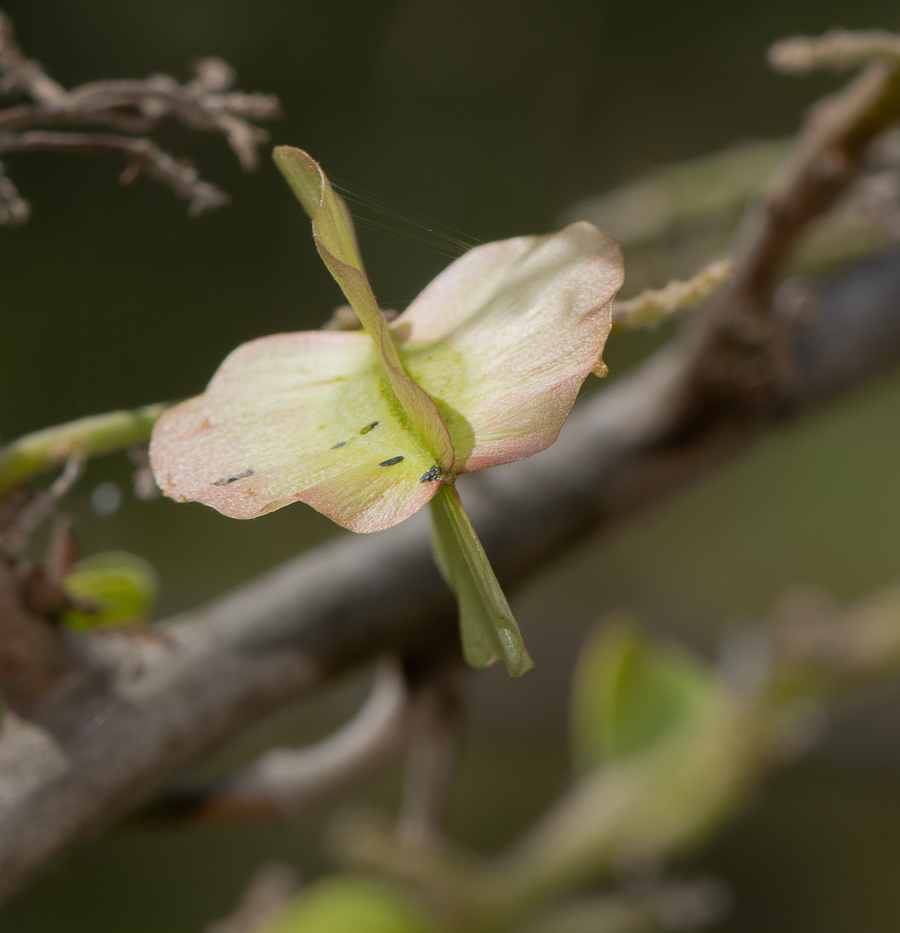 Image of Combretum microphyllum specimen.