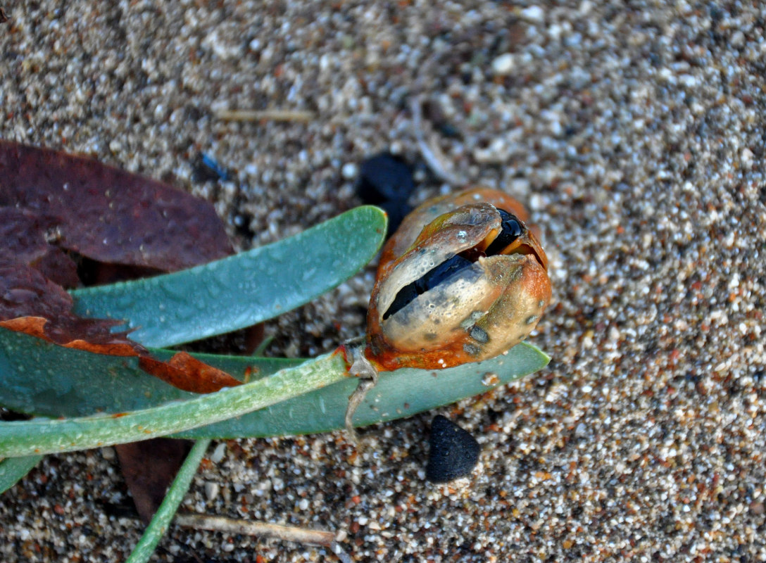 Image of Pancratium maritimum specimen.