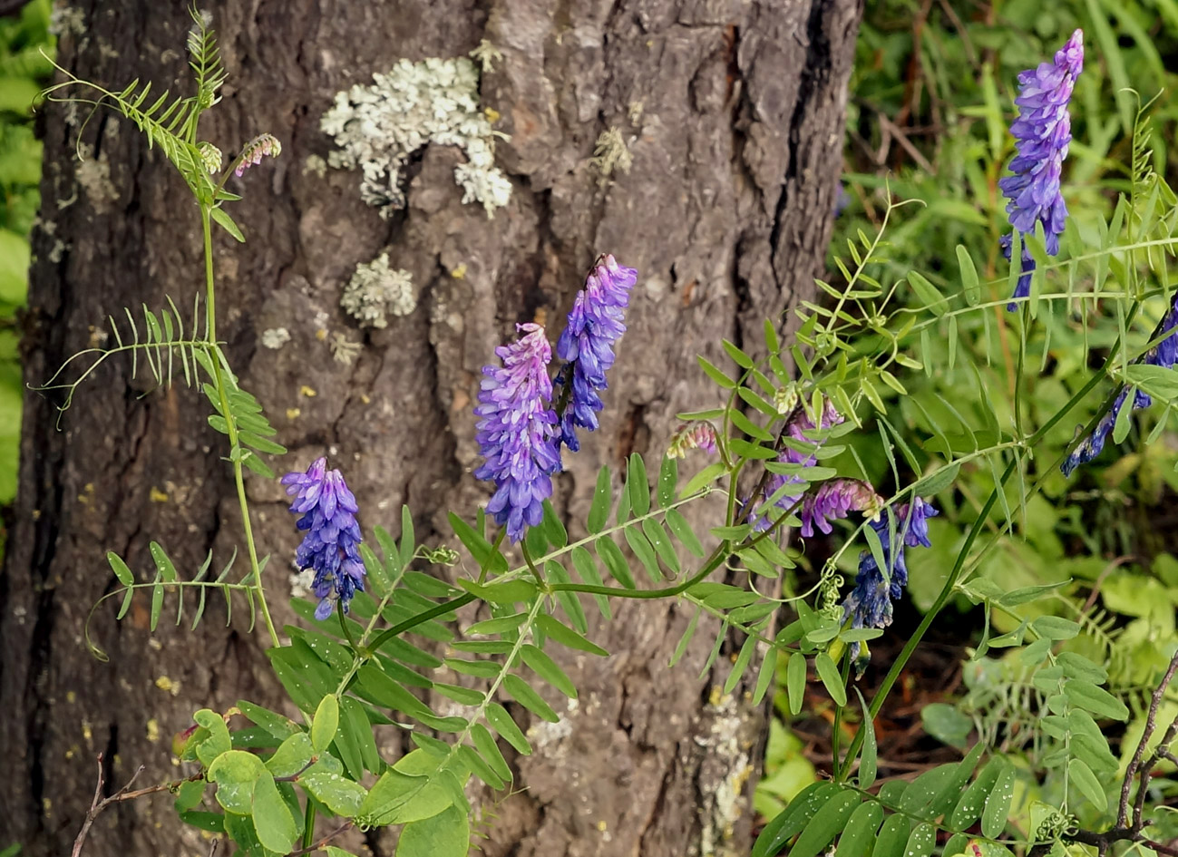 Image of Vicia cracca specimen.