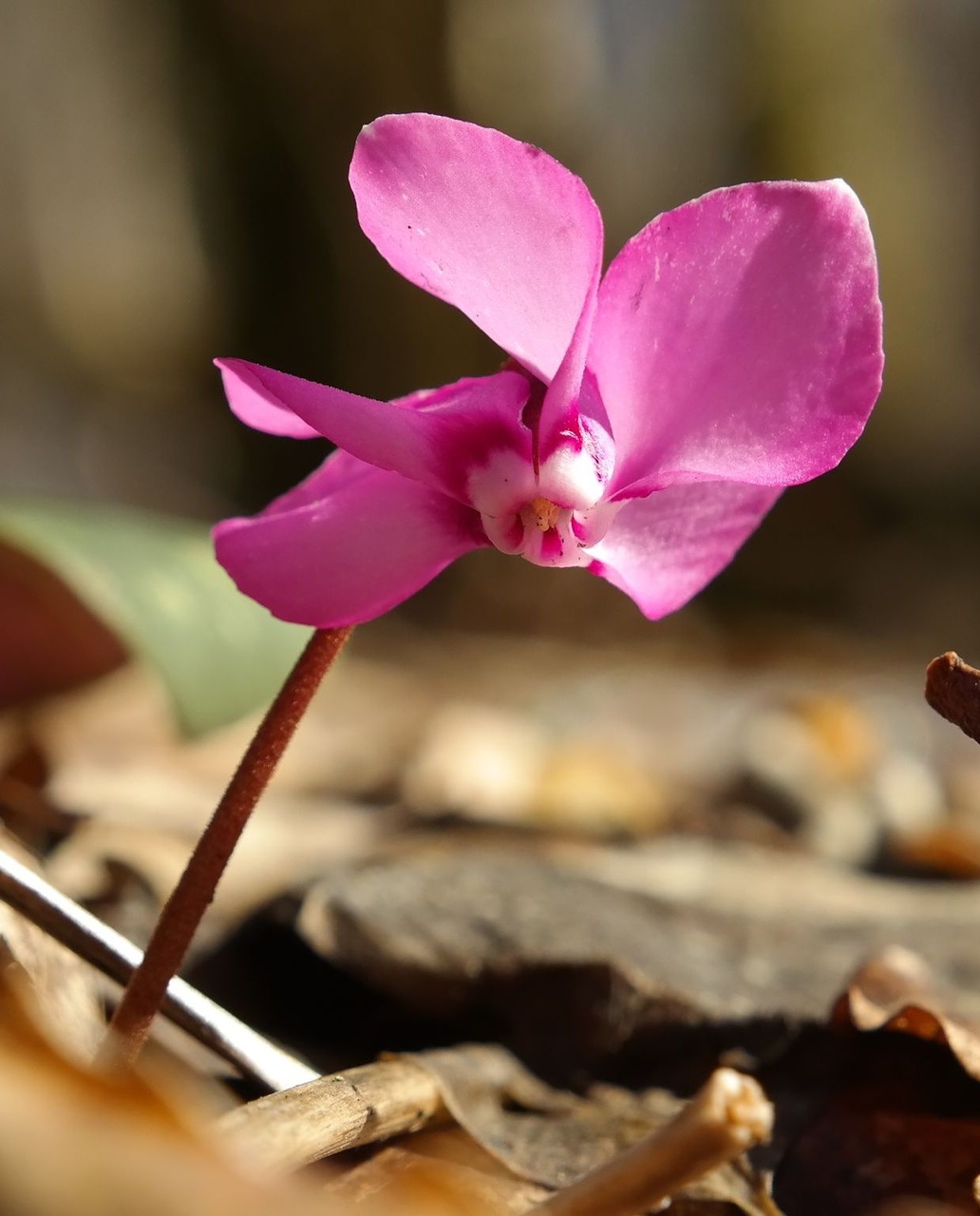 Изображение особи Cyclamen coum.