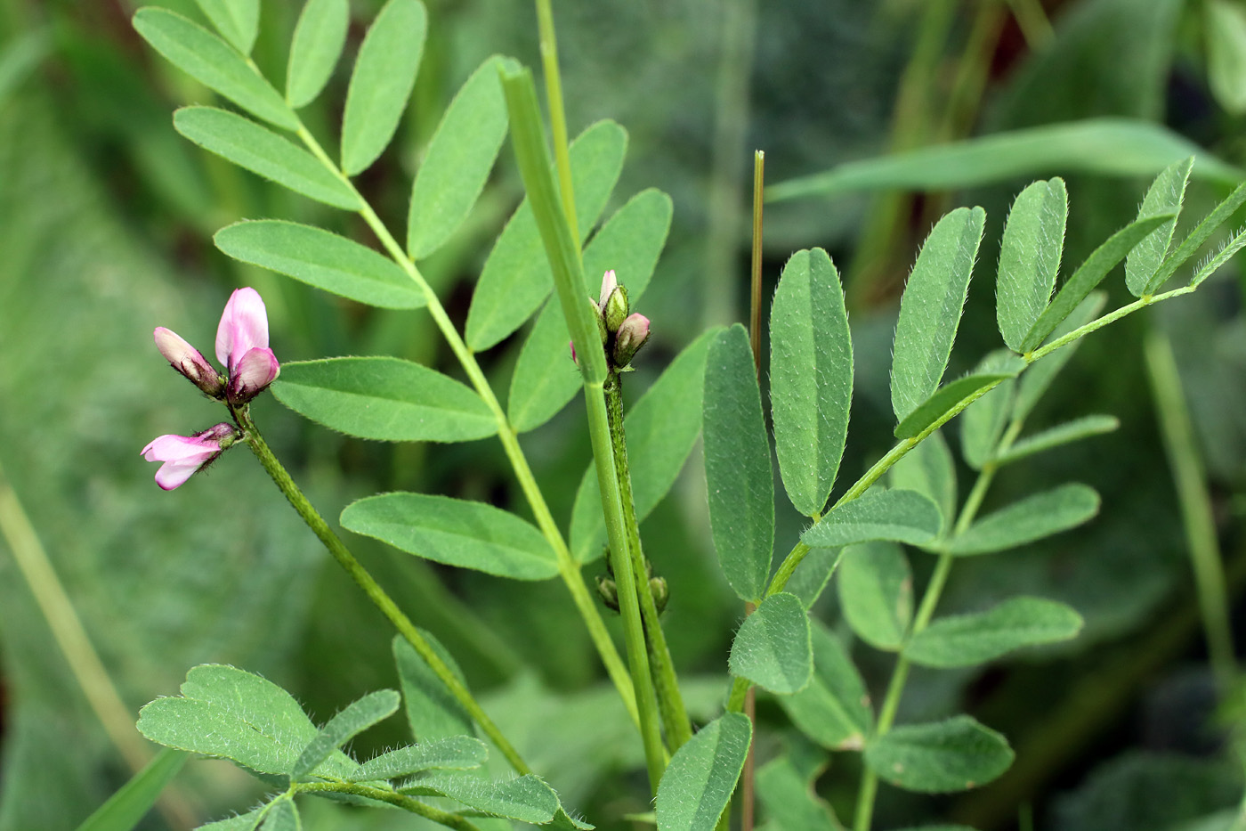 Изображение особи Astragalus campylotrichus.