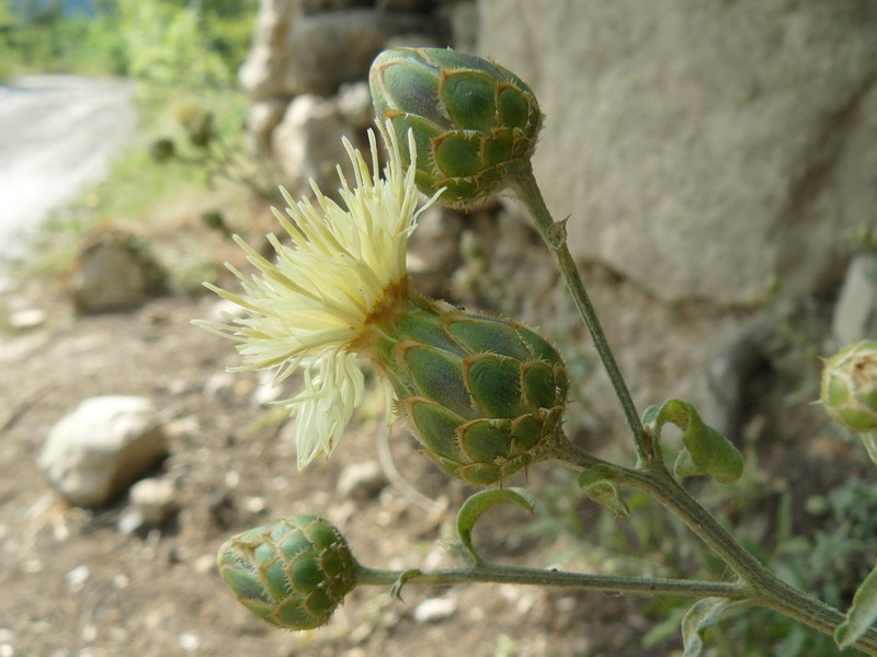 Image of Centaurea salonitana specimen.