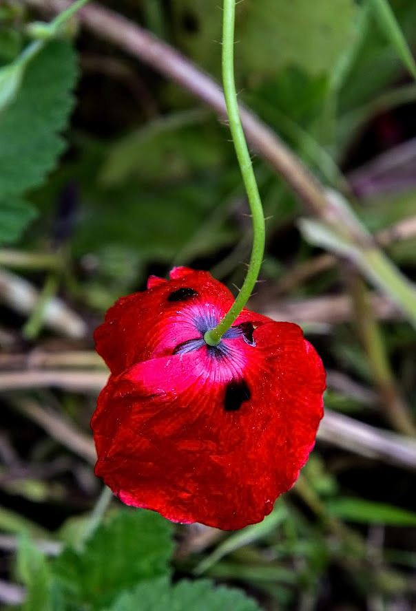 Изображение особи род Papaver.