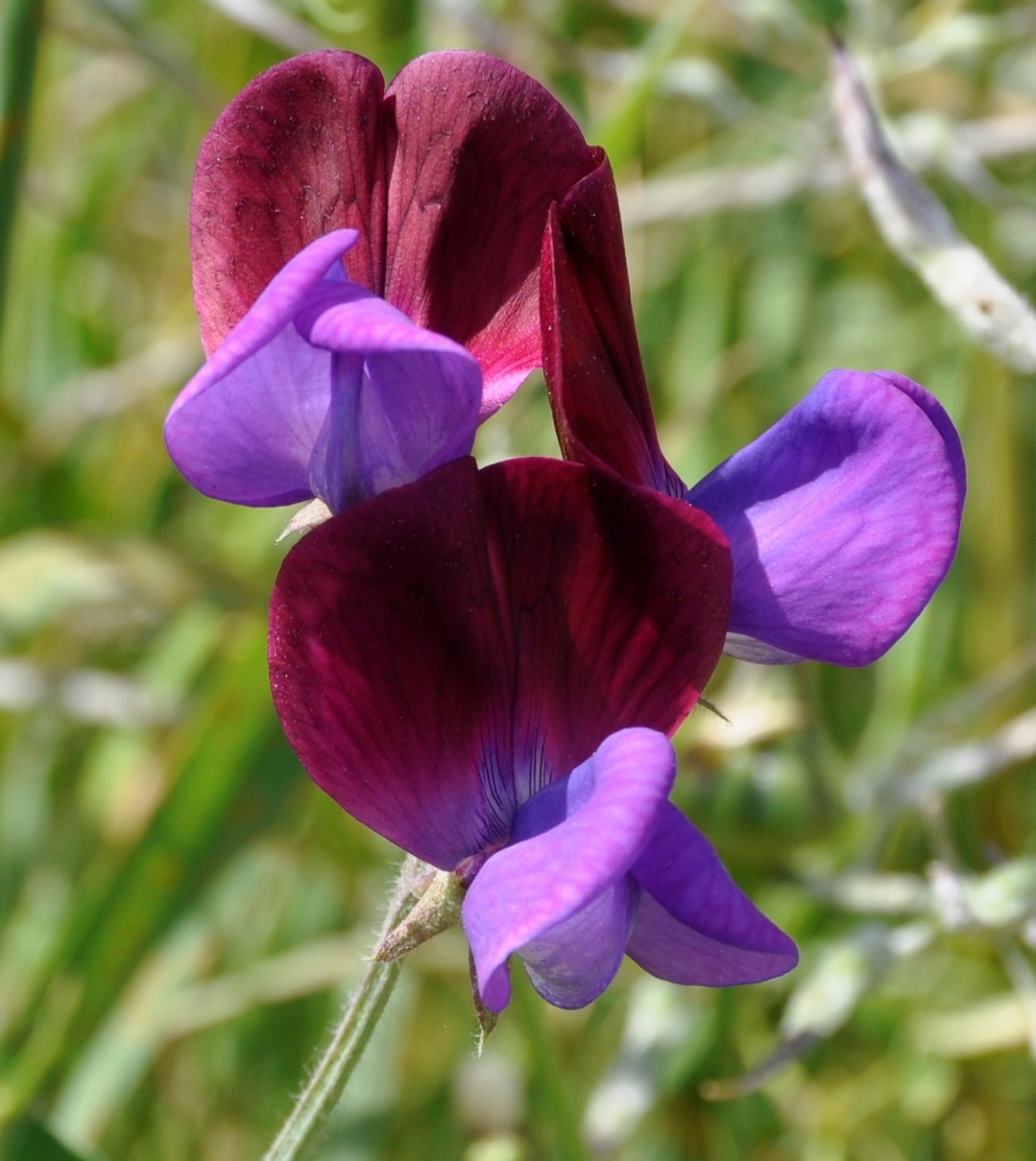 Image of Lathyrus clymenum specimen.