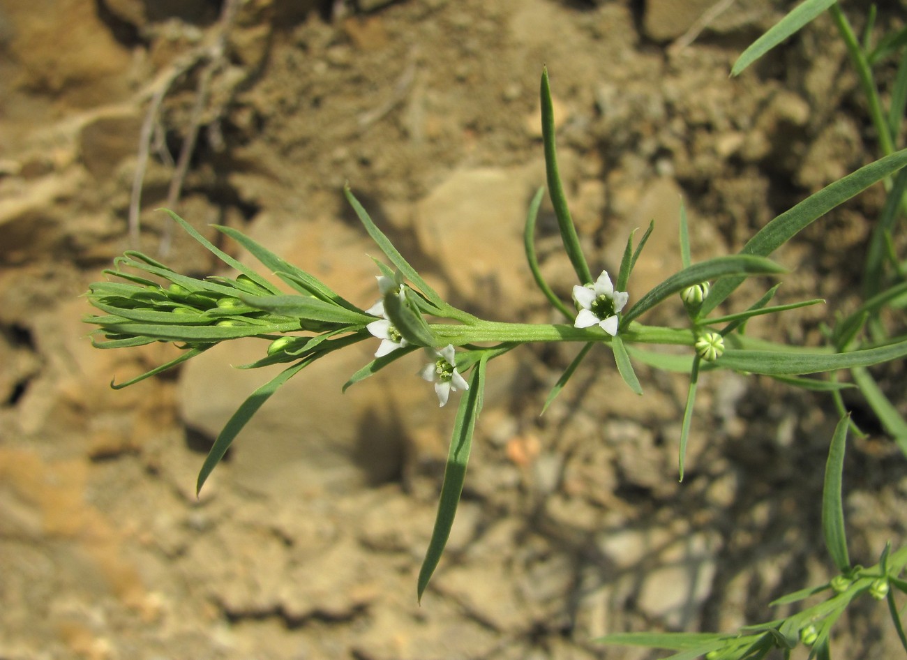 Изображение особи Thesium procumbens.