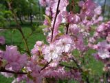 род Malus. Побеги с цветами. Тверская обл., г. Тверь, городской сад, в культуре. 13 мая 2019 г.