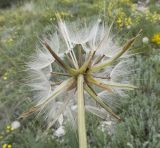 Scorzonera turkeviczii