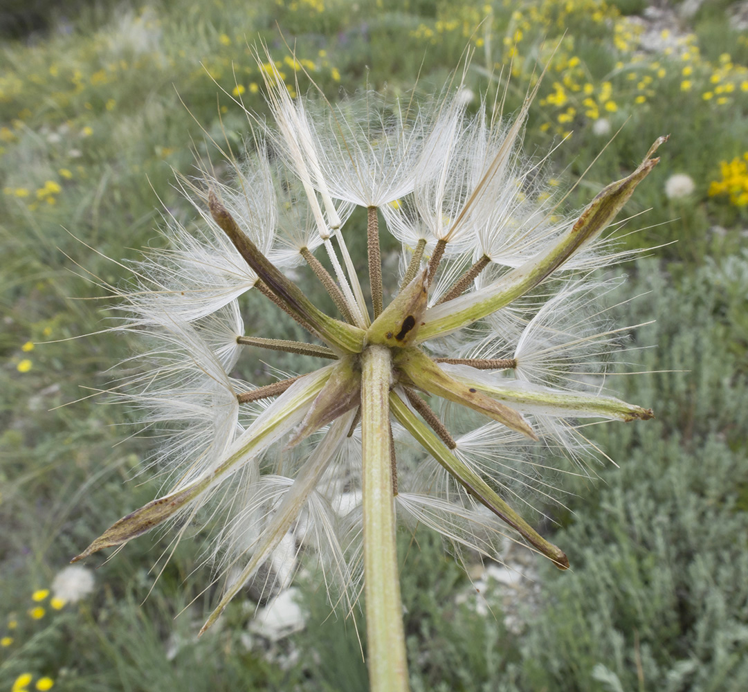 Image of Scorzonera turkeviczii specimen.