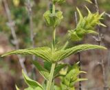 Sideritis perfoliata. Часть побега. Республика Кипр, Троодос, ≈ 1600 м н.у.м., крутой склон. 17.06.2019.