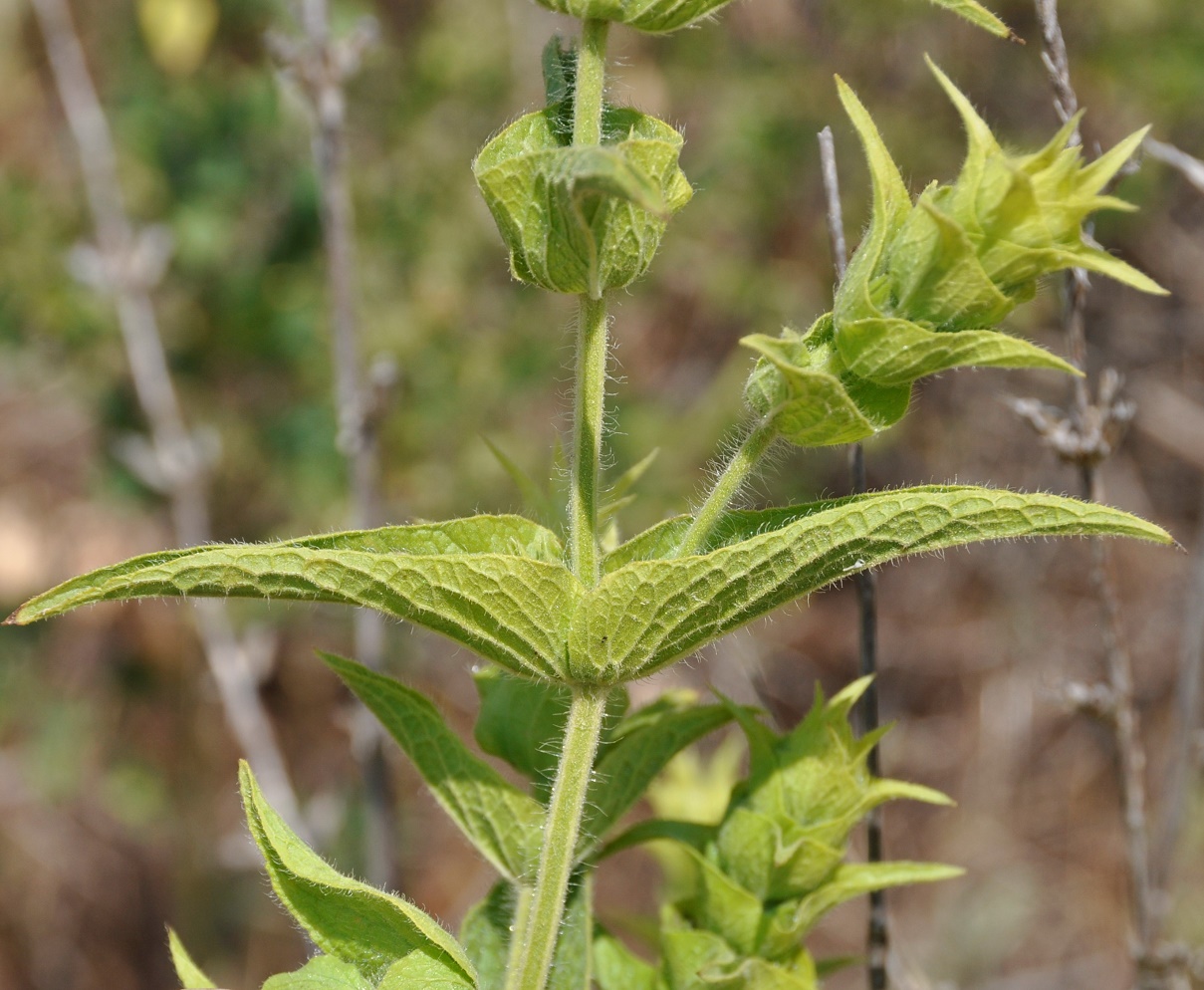 Изображение особи Sideritis perfoliata.