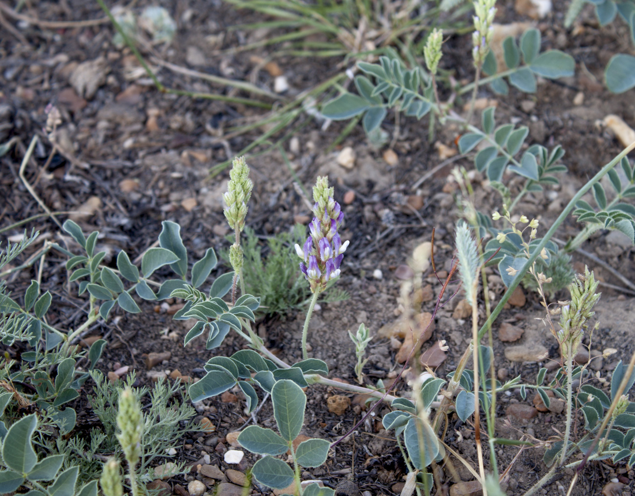 Изображение особи Glycyrrhiza aspera.