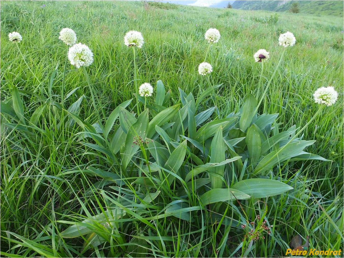 Image of Allium victorialis specimen.