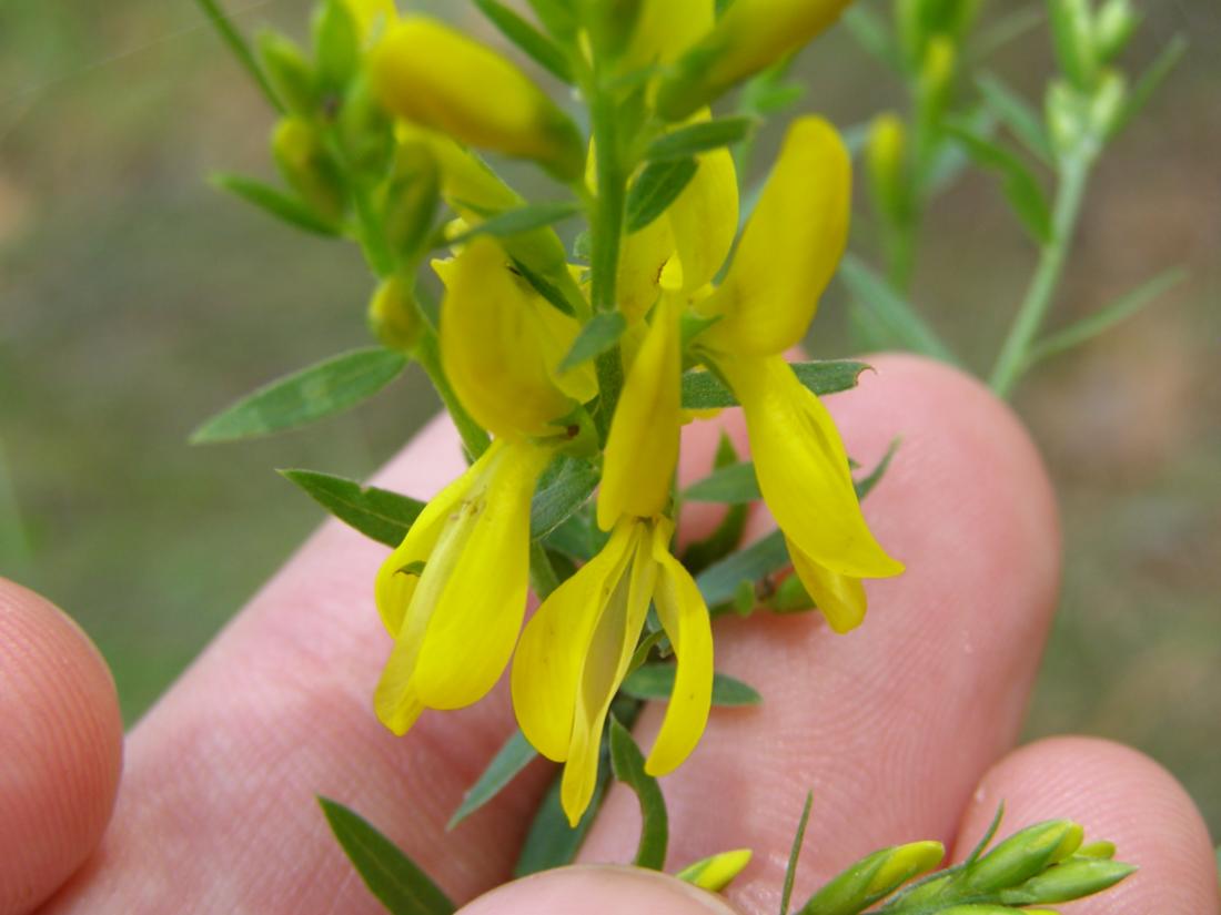Image of Genista tinctoria specimen.