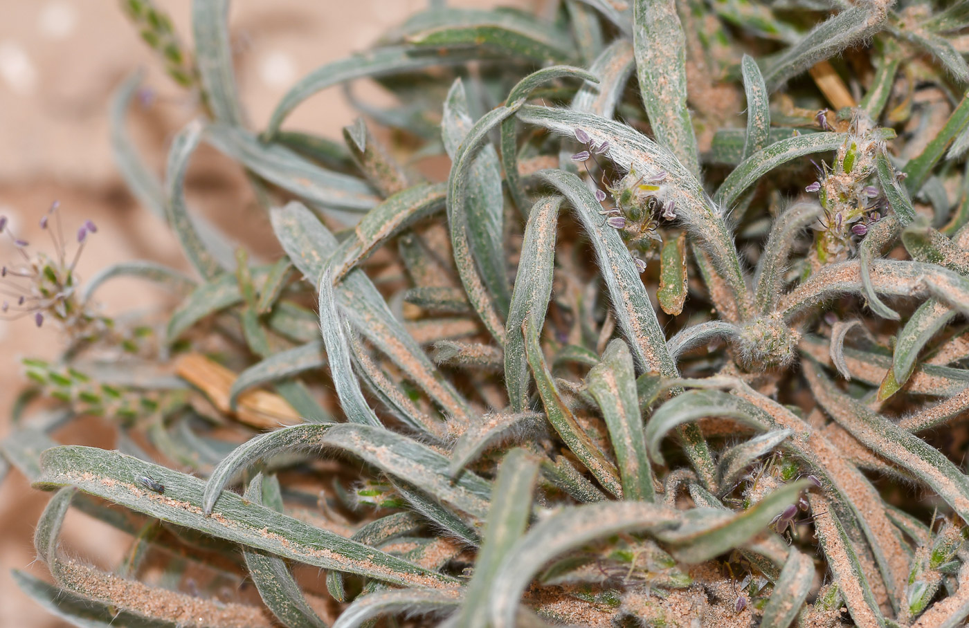 Image of Plantago albicans specimen.